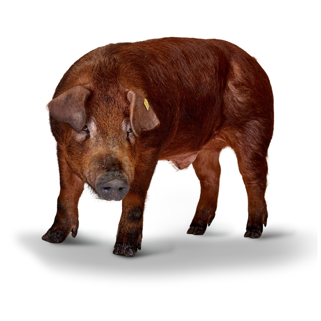 DANBRED DUROC