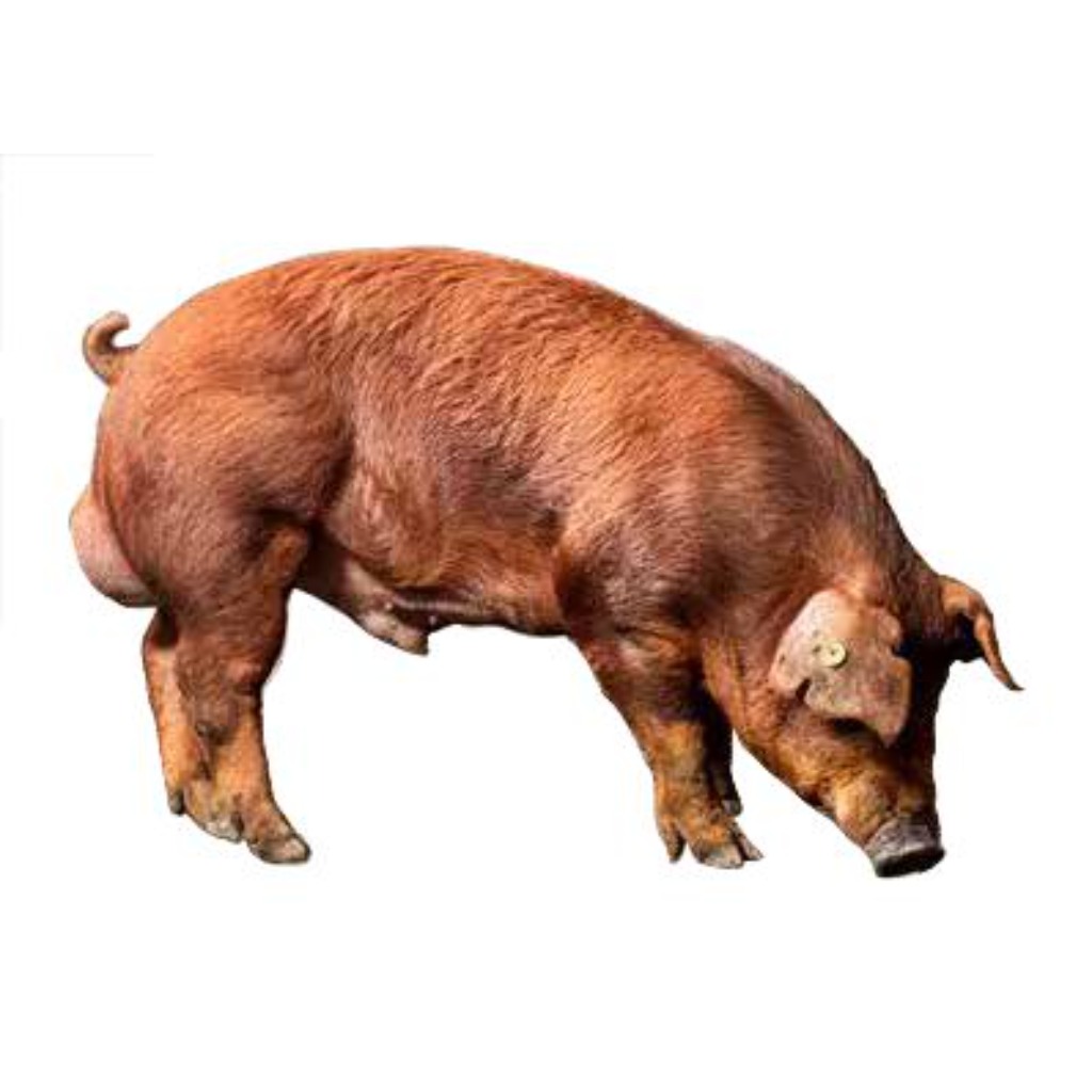 DANISH DUROC