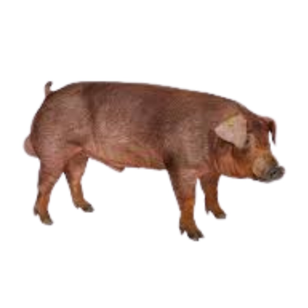 DNA GENETICS LINE 600 DUROC