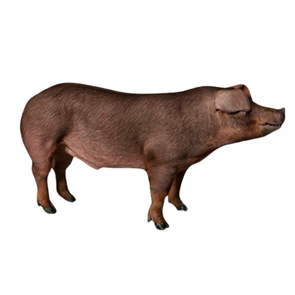 PIC 280 DUROC